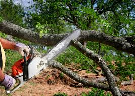 Best Fruit Tree Pruning  in Ontario, CA